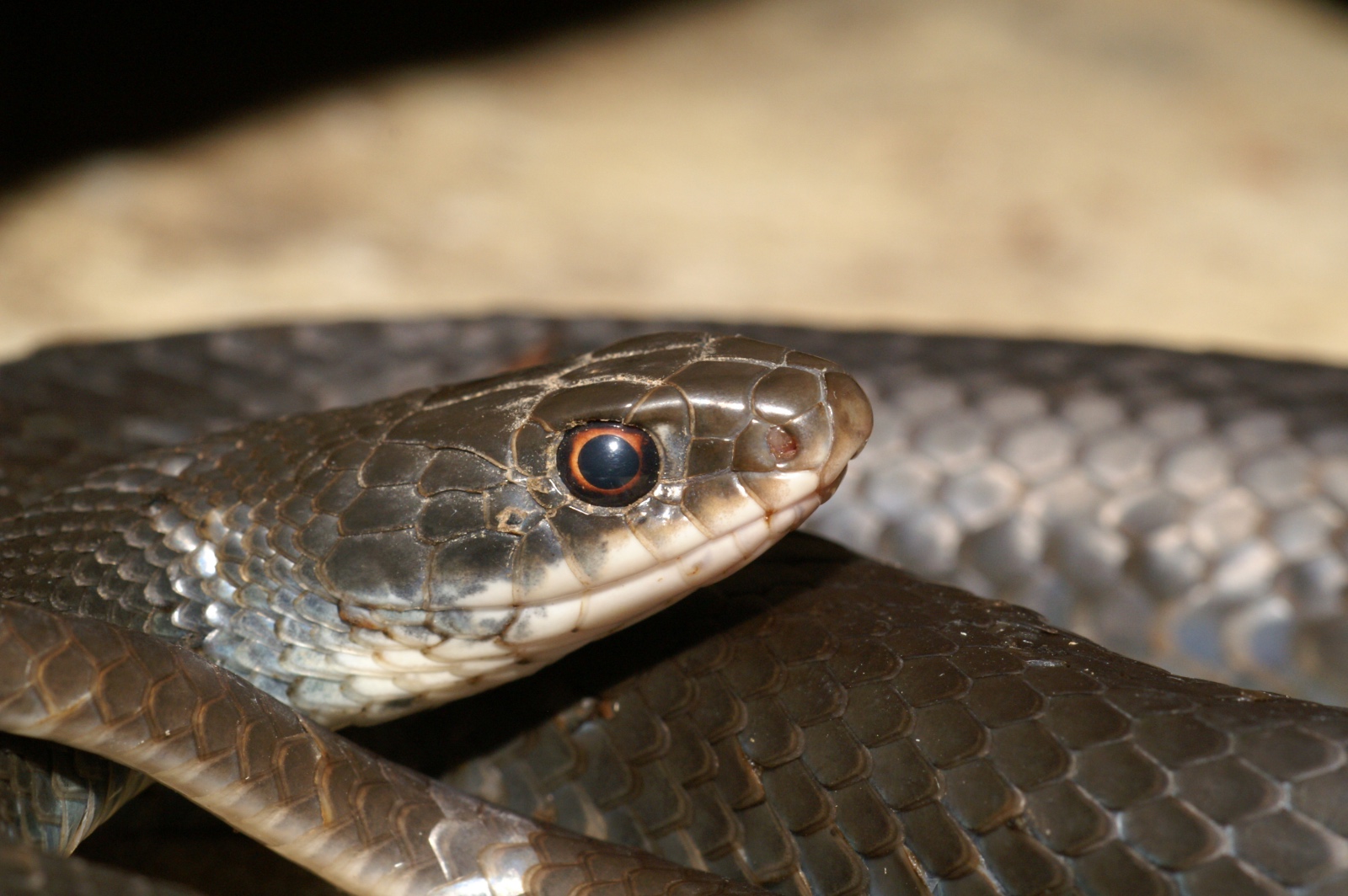 Coluber constrictor priapus.0024